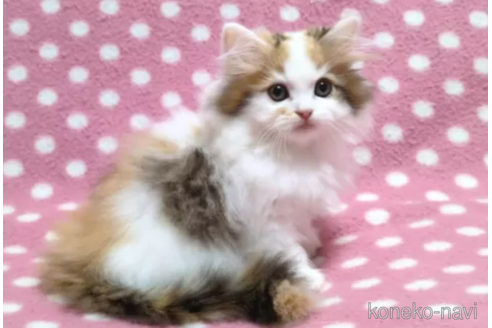 成約済の愛知県のミヌエット-98806の1枚目